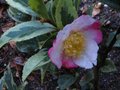 vignette Camellia sasanqua variegata autre vue au 16 11 10