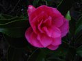 vignette Camellia hiemalis chansonnette autre vue au 16 11 10