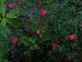 vignette Camellia hiemalis kanjiro au 16 11 10
