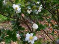 vignette Camellia sasanqua narumigata au 14 11 10