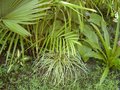 vignette Carex hachijoensis