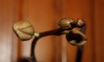 vignette phalaenopsis refloraison
