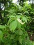 vignette Clethra alnifolia - Clethra