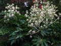 vignette Fatsia japonica au 14 11 10