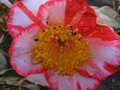 vignette Camellia japonica Okan photo du chromo au 14 11 10