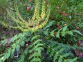 vignette Mahonia lomariifolia au 16 11 10