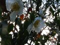 vignette Camellia sasanqua narumigata au 18 11 10