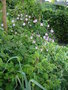 vignette Brassica oleracea var. acephala variegata -  Chou de Daubenton panach , Chou 'Popof'