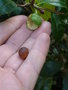 vignette Camellia sinensis var. assamica = Camellia assamica