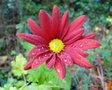 vignette Chrysanthme, Chrysanthemum