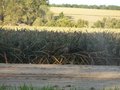 vignette champ d'ananas dans le Queensland ( Aus.)