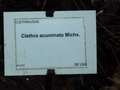 vignette Clethra acuminata