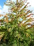 vignette Cercidiphyllum japonicum - Arbre au caramel