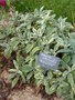 vignette Salvia officinalis 'Rotmhle'