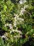vignette Artemisia lactiflora 'Weisse Dame'