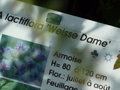vignette Artemisia lactiflora 'Weisse Dame'