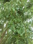 vignette Quercus hispanica 'Crispa'