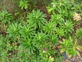 vignette Euphorbia stygiana - Euphorbe