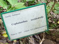 vignette Cephalanthus occidentalis
