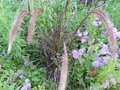 vignette Pennisetum setaceum 'Rubrum'