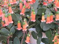 vignette Kalanchoe campanulata ' Magic bells'