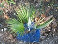 vignette Trachycarpus princeps blue form