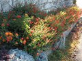 vignette Salvia blepharophylla