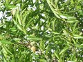 vignette Prunus dulcis (fruits)
