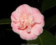 vignette Camlia ' CONFETTi BLUSH ' camellia japonica