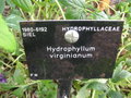 vignette Hydrophyllum virginianum