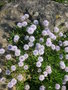 vignette Globularia cordifolia - Globulaire  feuilles cordes