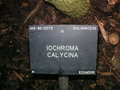 vignette Iochroma Calycina