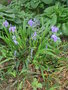 vignette Iris tectorum