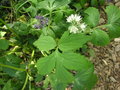 vignette Hydrophyllum virginianum