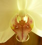 vignette Orchide coeur 20 11 2010 Ndc