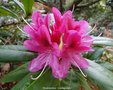 vignette Rhododendron ' Cosmopolitain'