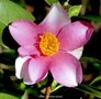 vignette Dans mon petit parc, YUME, camellia japonica