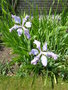 vignette Iris milesii