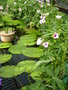 vignette Ipomoea mauritiana