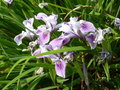 vignette Iris tenax susp tenax