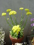 vignette Helichrysum orientale