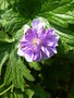 vignette Geranium himalayense 'Plenum'