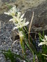 vignette Iris purdyi