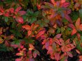 vignette Rhododendron Glowing embers au feuillage très coloré au 19 11 10