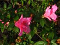 vignette Azalea japonica grandes fleurs doubles roses au 19 11 10