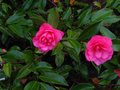 vignette Camellia hiemalis chansonnette au 21 11 10