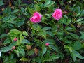 vignette Camellia hiemalis chansonnette au 22 11 10