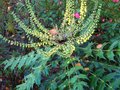 vignette Mahonia lomariifolia au 22 11 10