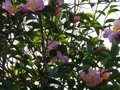 vignette Camellia sasanqua plantation pink au 22 11 10