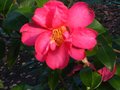 vignette Camellia hiemalis Kanjiro gros plan au 22 11 10